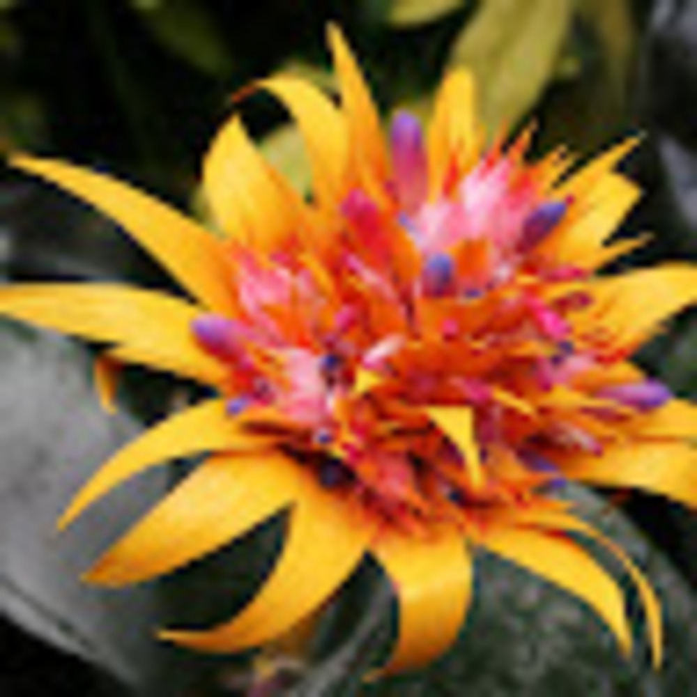 Meet your Posher, Vivica